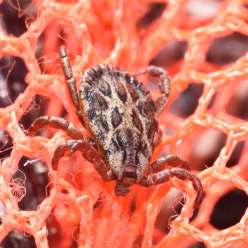 Réf. 316 523 : Dermacentor sp.